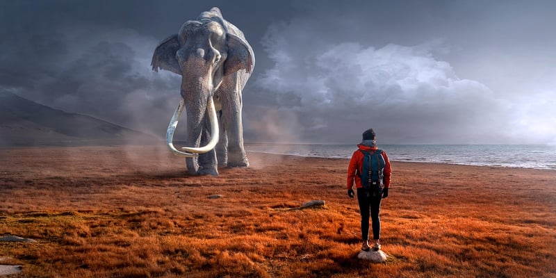 Animal Encounters